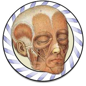 Speed Muscles MD